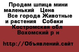 Продам шпица мини маленький › Цена ­ 15 000 - Все города Животные и растения » Собаки   . Костромская обл.,Вохомский р-н